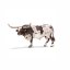 Miniatura Touro Texas Longhorn