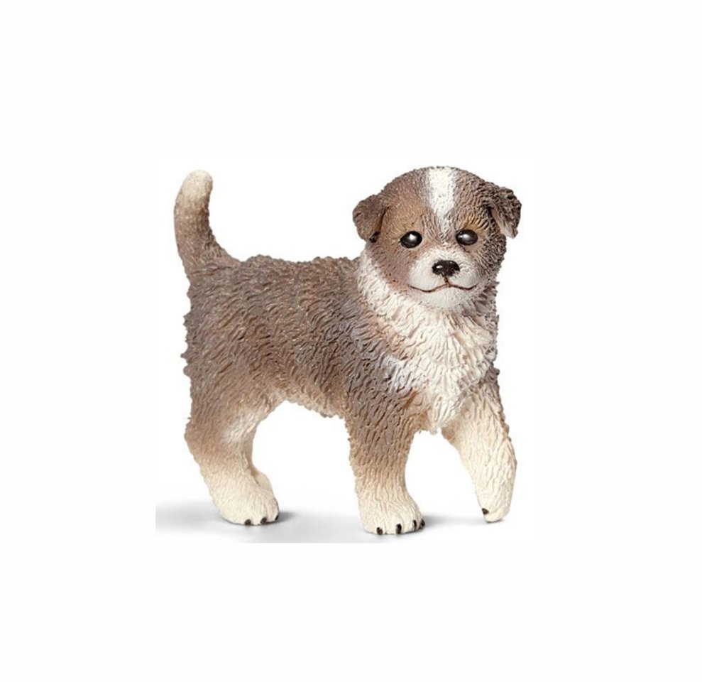 Miniatura Cão Pastor Australiano