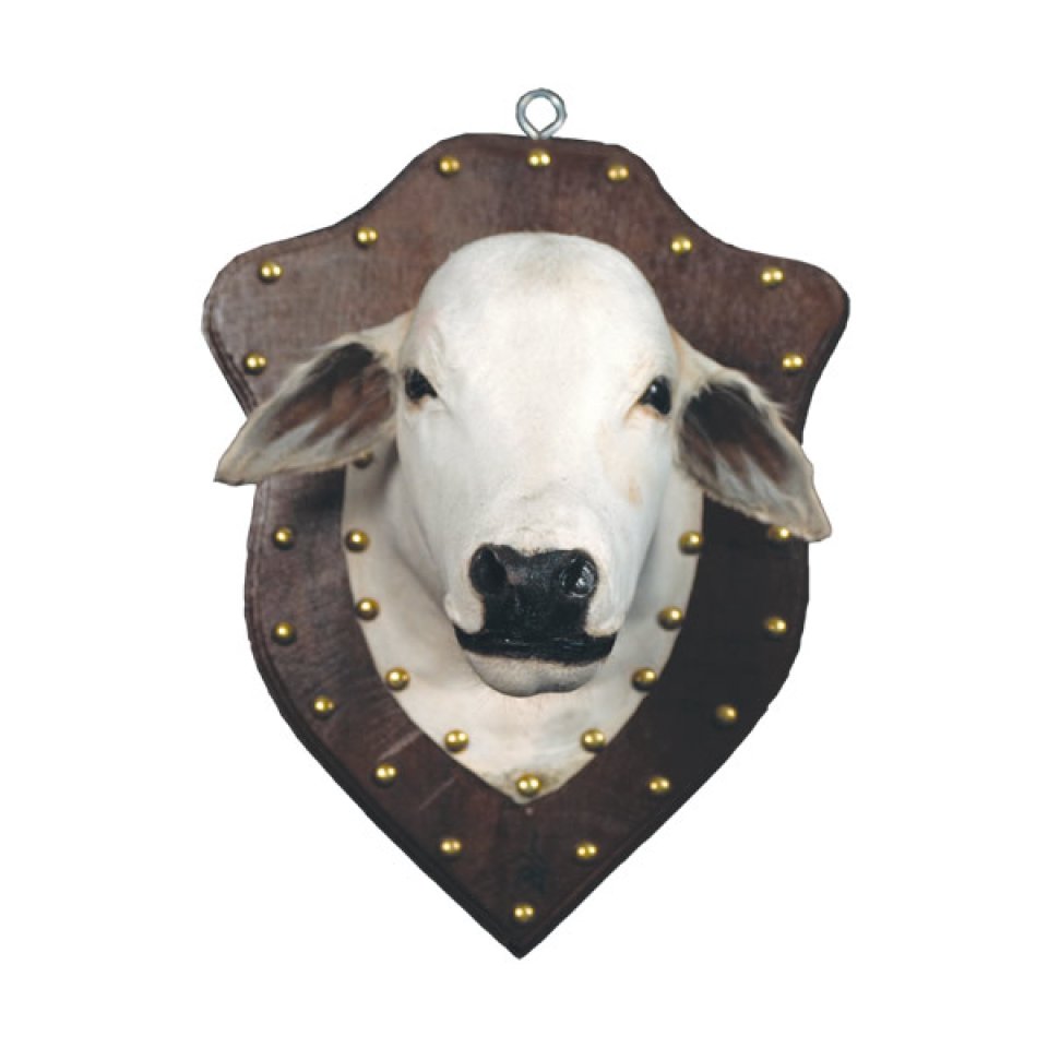 Cabeça de Bezerro Empalhada