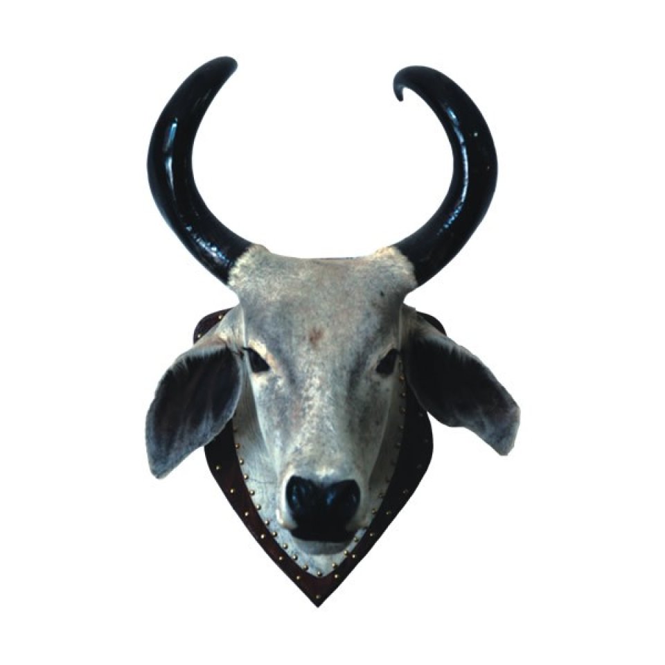 Cabeça de Vaca Empalhada Minas